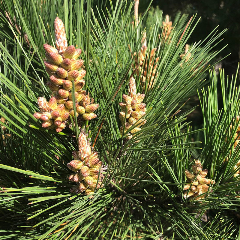Photo of Pine tree in Point Lobos State Natural Reserve. Photo credit: Carol Mikkelsen.