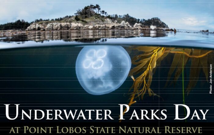 whalers cove view from under water