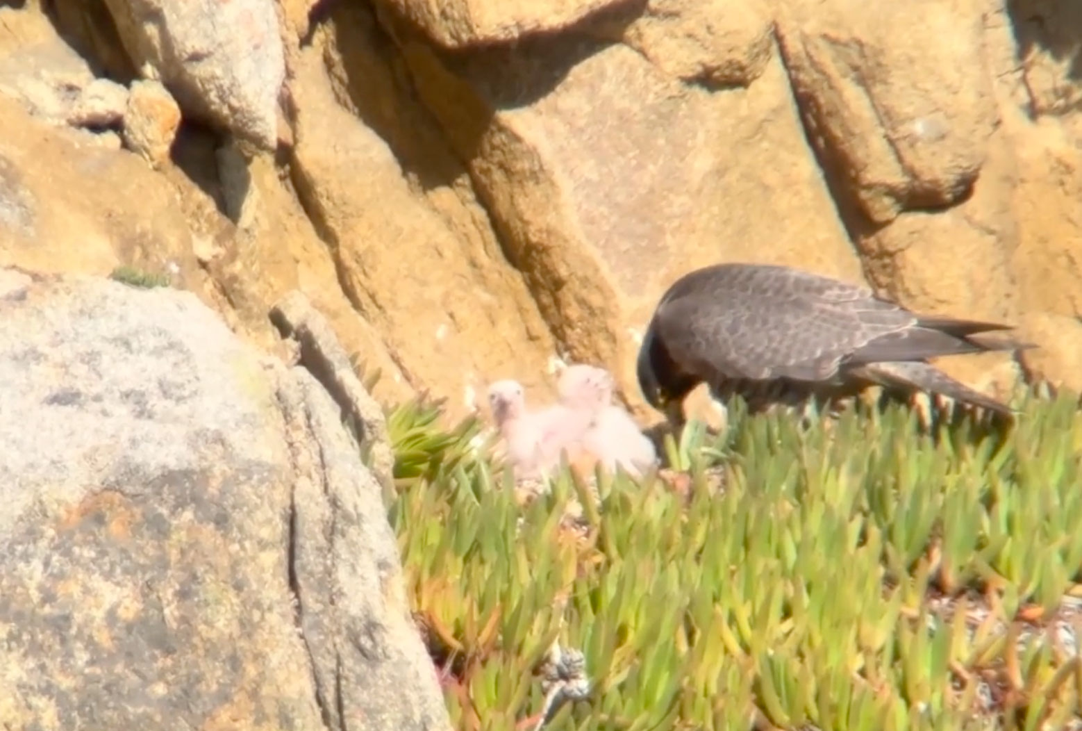 Photo representing the video "Peregrine Falcon Nest at Point Lobos." Credit: Yvonne Wright